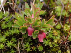 Vaccinium cespitosum