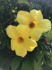 Allamanda cathartica