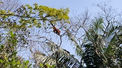 Alouatta guariba