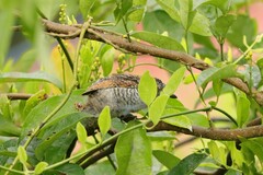 Thamnophilus multistriatus