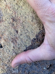 Pertusaria flavicunda