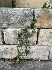 Trachelospermum asiaticum