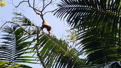 Alouatta guariba