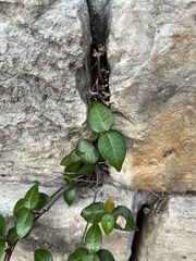 Trachelospermum asiaticum