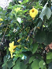 Allamanda cathartica