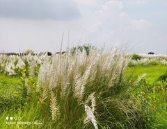 Saccharum spontaneum