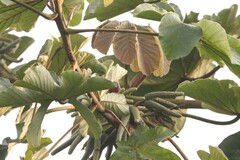 Forpus conspicillatus