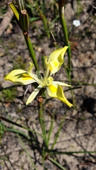 Moraea neglecta