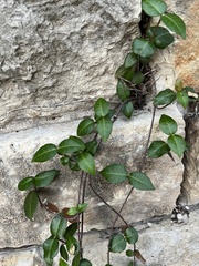 Trachelospermum asiaticum