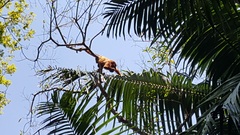 Alouatta guariba