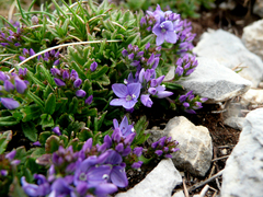 Veronica satureiifolia