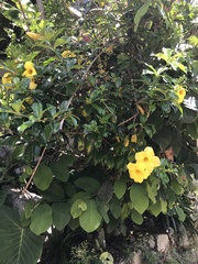Allamanda cathartica