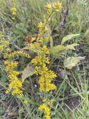 Solidago nemoralis