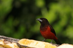 Ramphocelus dimidiatus
