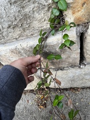 Trachelospermum asiaticum