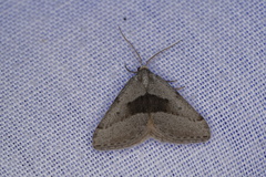 Dichromodes leptozona