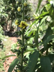 Verbascum