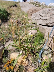 Rumex salicifolius
