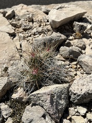 Echinocereus stramineus