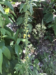 Verbascum