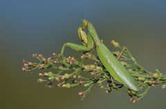Hierodula transcaucasica