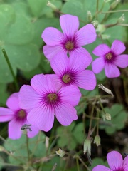 Oxalis articulata