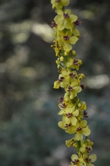 Verbascum
