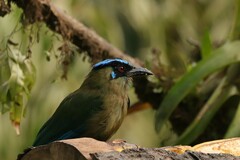 Momotus aequatorialis