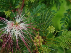 Calliandra