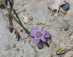 Moraea setifolia