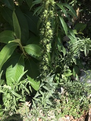 Verbascum