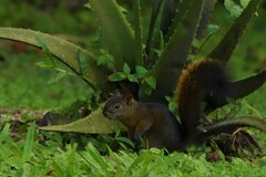 Sciurus granatensis