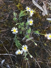 Brachyscome ciliaris