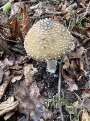 Amanita junquillea