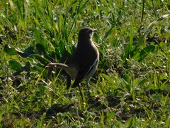 Mimus triurus
