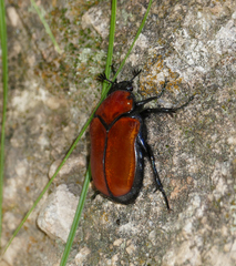 Cotinis impia