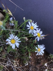 Brachyscome ciliaris