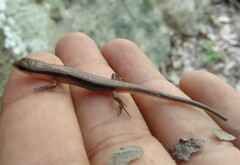 Scincella gemmingeri