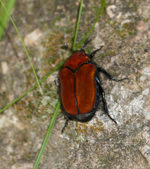 Cotinis impia