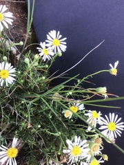 Brachyscome ciliaris