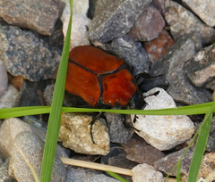 Cotinis impia
