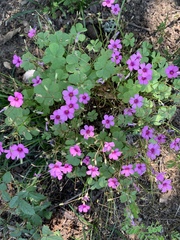 Oxalis articulata