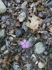 Dianthus seguieri