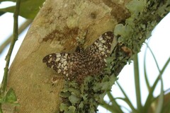 Hamadryas