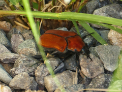 Cotinis impia