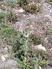 Cirsium scopulorum