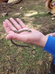 Zamenis scalaris