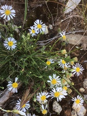 Brachyscome ciliaris