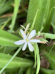 Chlorophytum