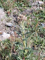 Cirsium scopulorum